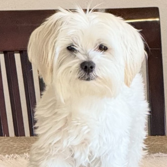 Meet your Posher, Calli - Picture 1 of 1